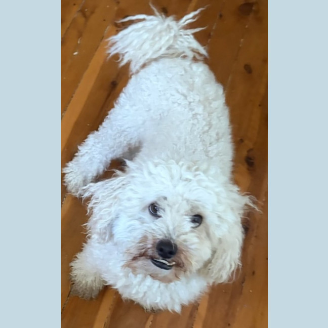 Photo of Buddy