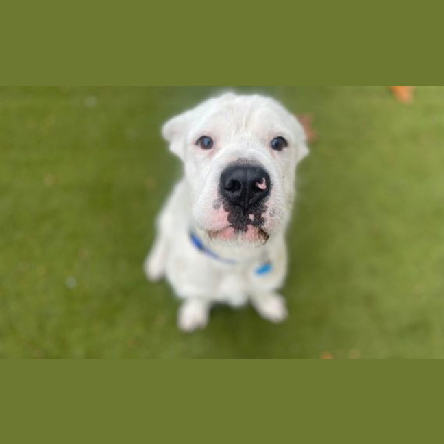 Photo of Humphrey 