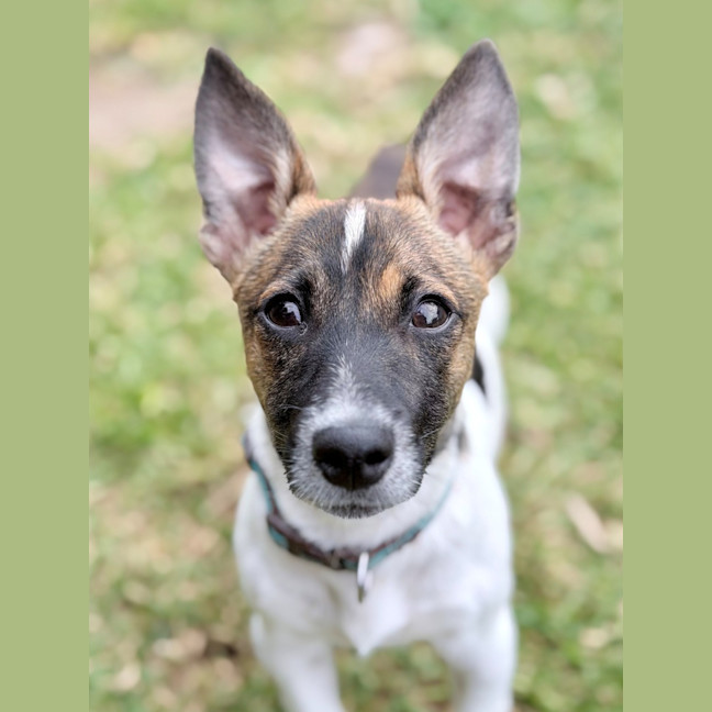Photo of Ollie