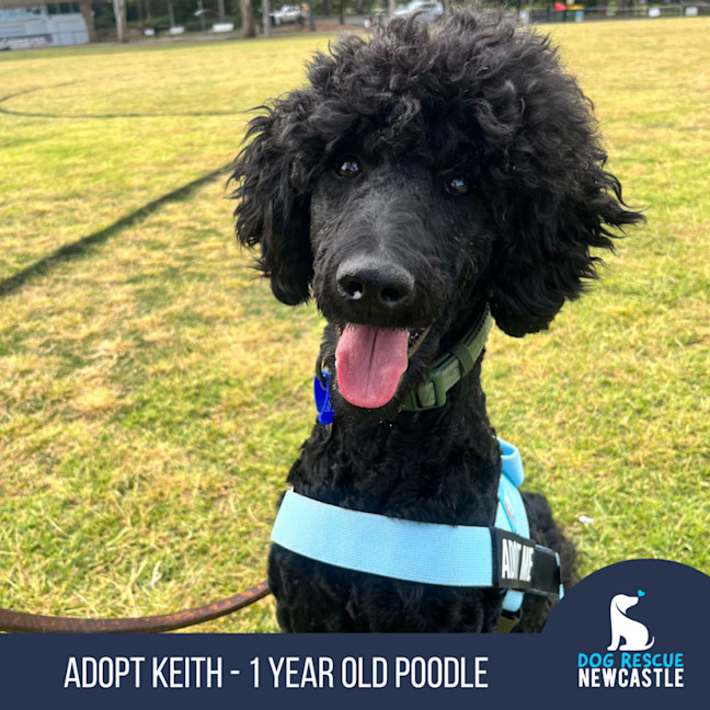 Photo of Keith   1 Year Old Poodle