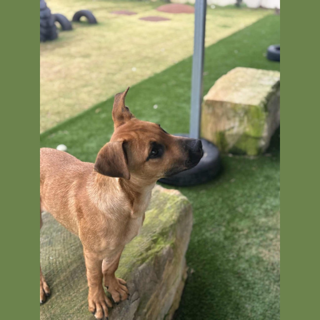 Photo of Shelly   5 Month Old Ridgeback X