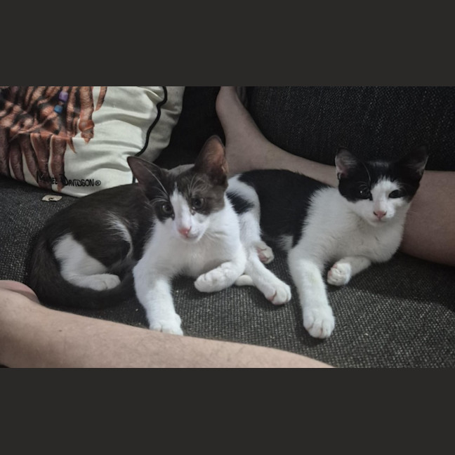 Photo of Coffee & Cookie