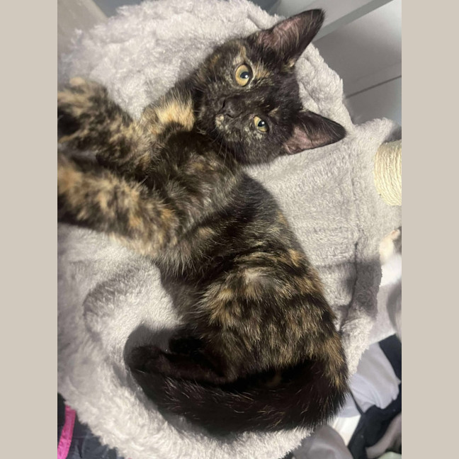 Photo of Pebbles