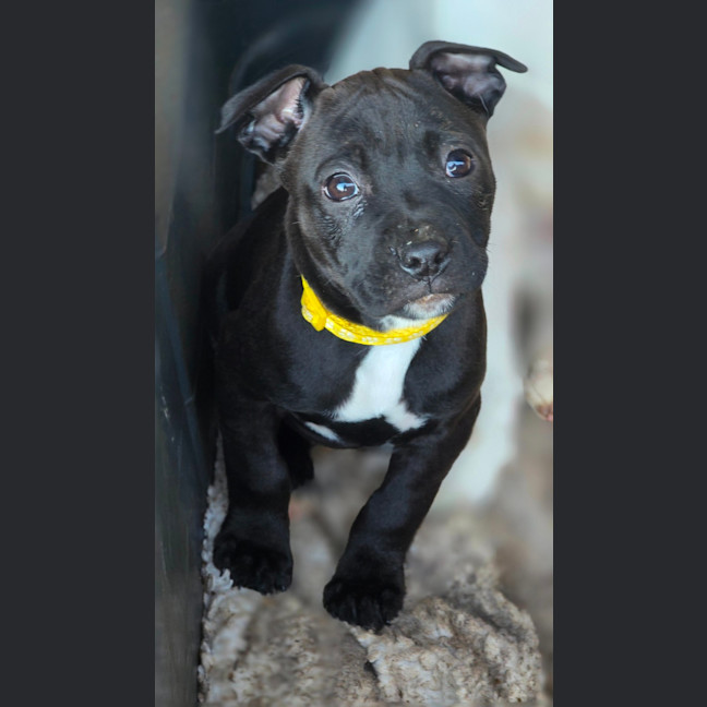 Photo of Junebug
