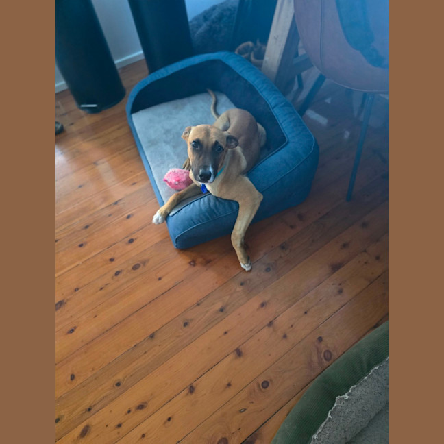 Photo of Teddy   6 Month Old Mastiff X