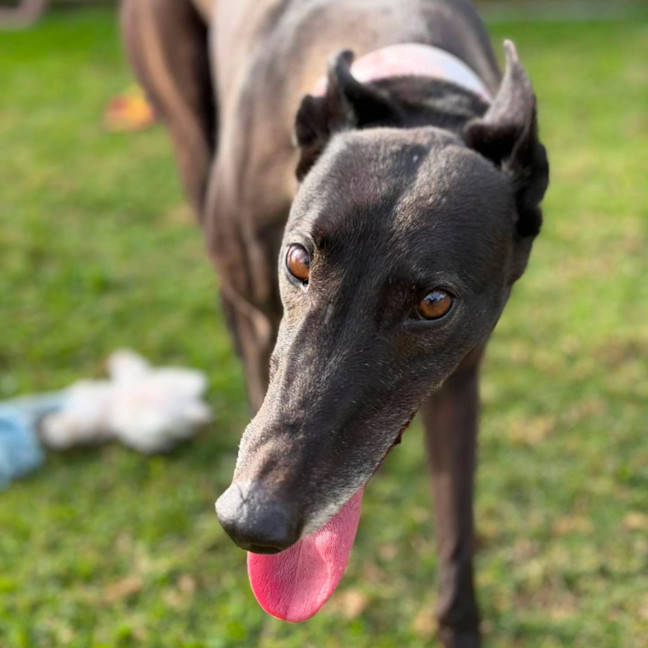 Photo of Merida The Greyhound