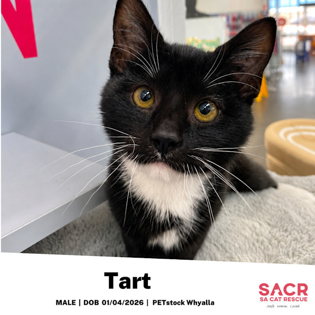 Photo of Tart