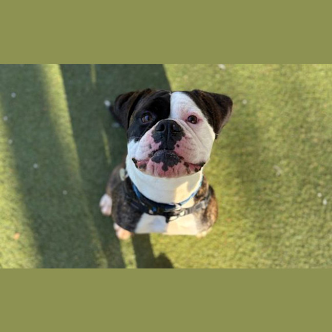 Photo of Buddy