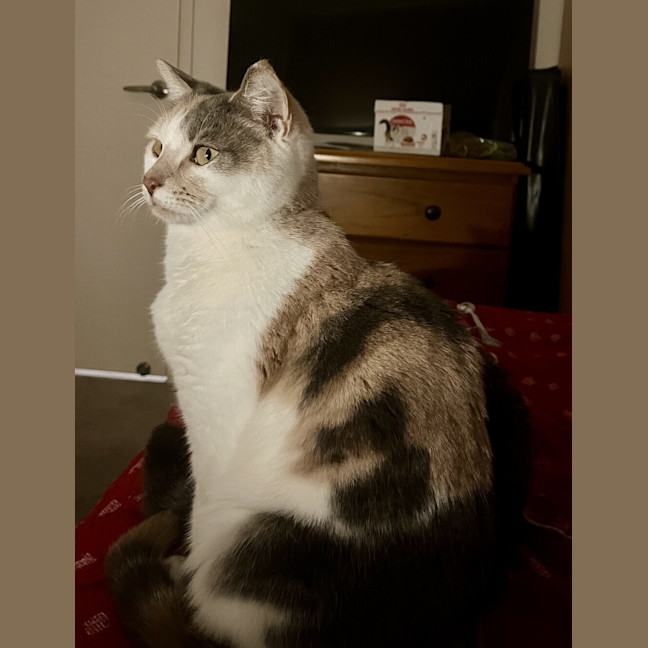 Photo of Nutmeg