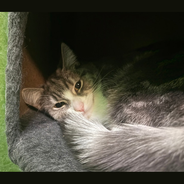 Photo of Serena (Bonded With Venus)