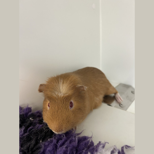 Photo of Pedro
