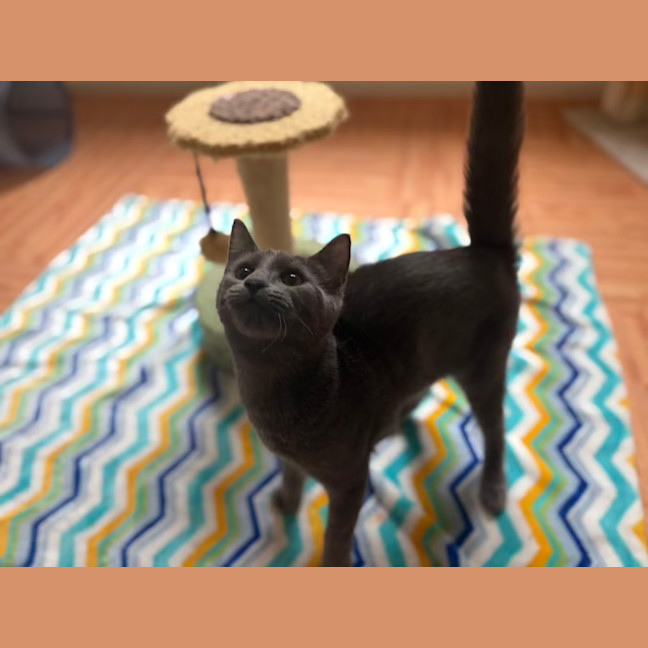 Photo of Rocket