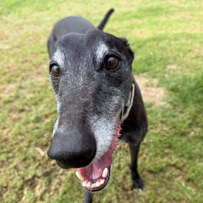 Photo of Senior Constable Beardmore The Greyhound