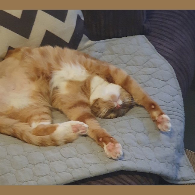 Photo of Pepper