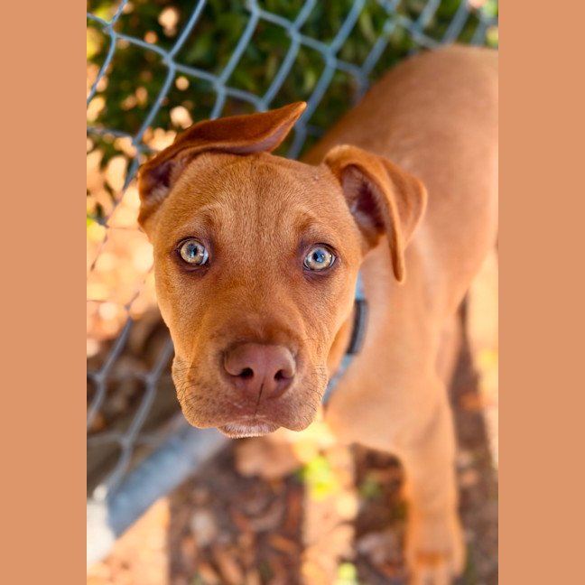 Photo of Opal