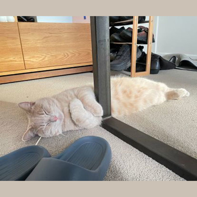 Photo of Belly