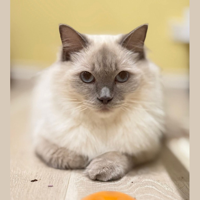 Photo of Nimbus