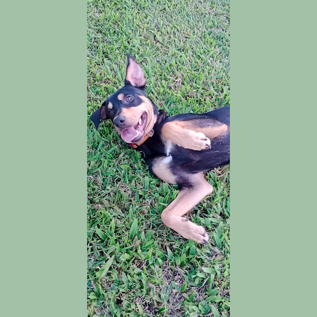 Photo of Whiskey