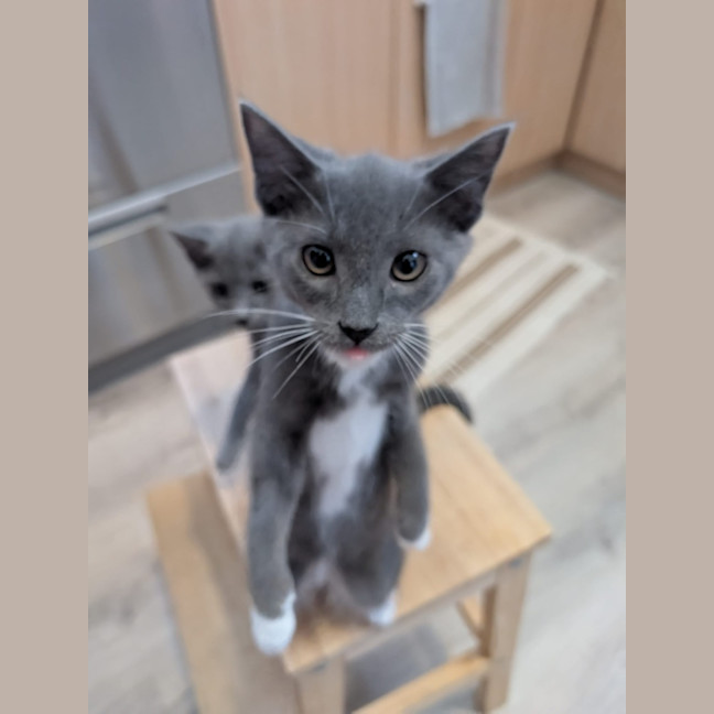 Photo of Rocket & Misty   Located In Glenroy