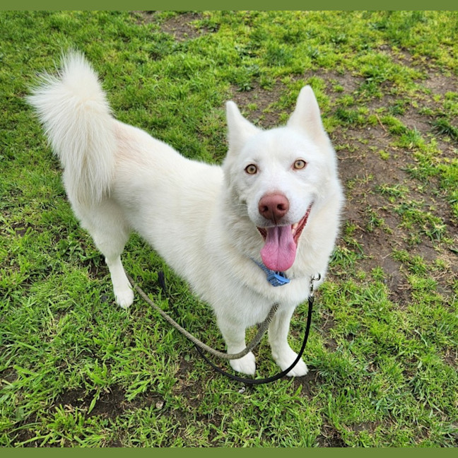 Photo of Luna (67077)