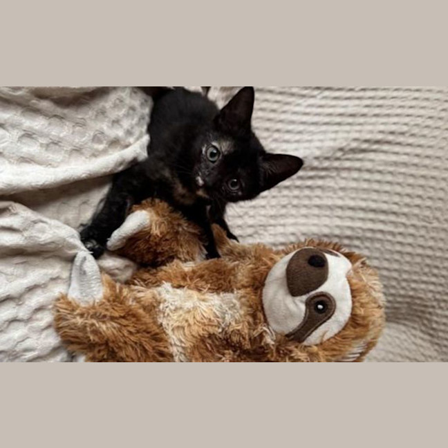 Photo of Frankie