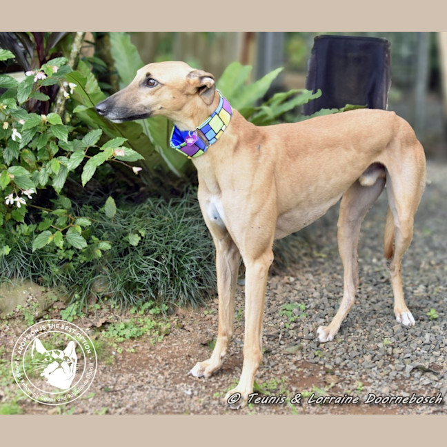 Photo of Mickey (Racing Name Mcnulty)