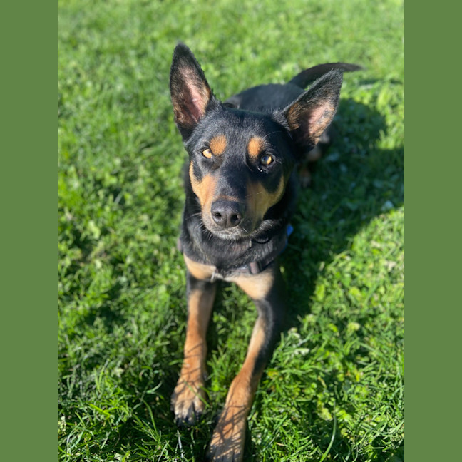 Photo of Scout