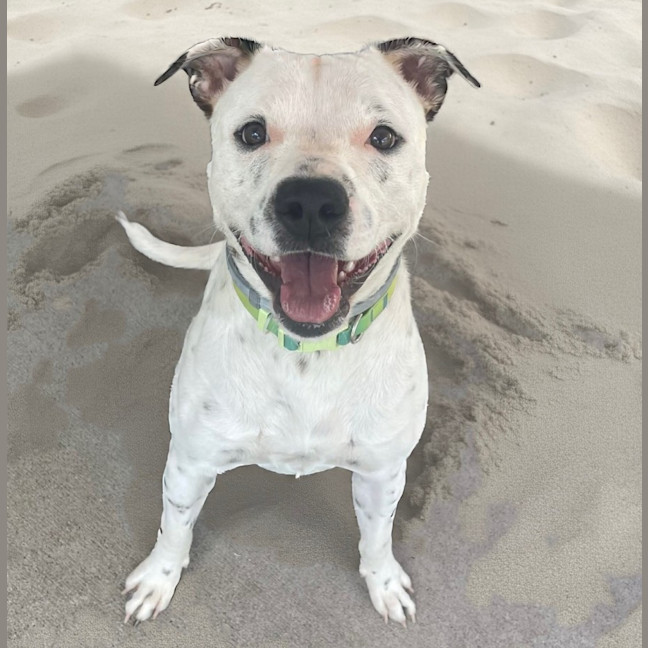 Photo of Kaos (4273)