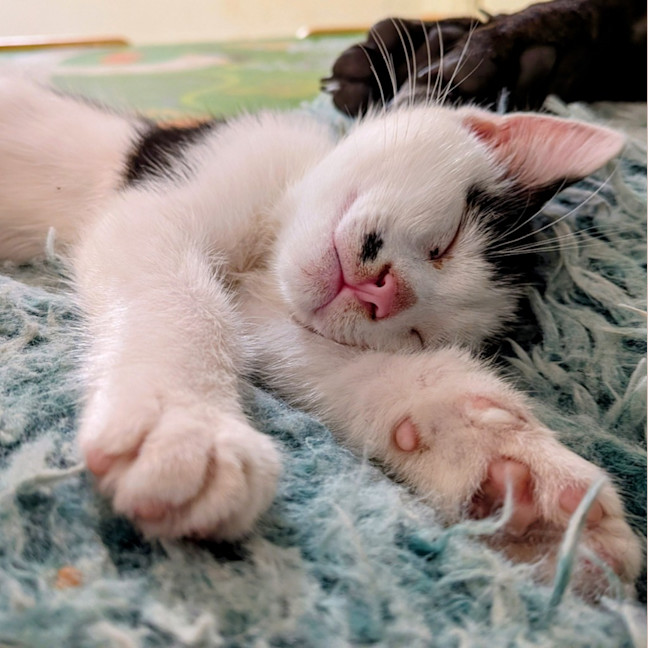 Photo of Minty