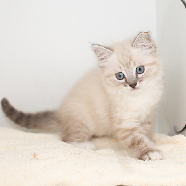 Photo of Burrito