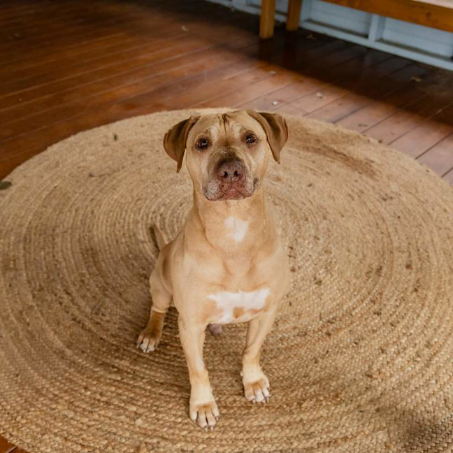 Photo of Chops