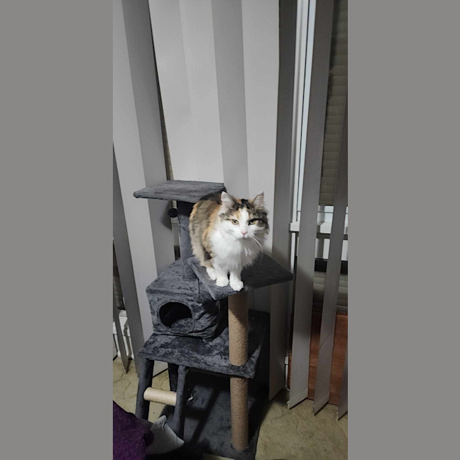 Photo of Tinkerbell Meet Me @Petstock Carrum Downs Store