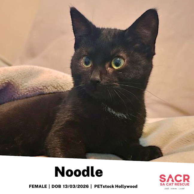 Photo of Noodle