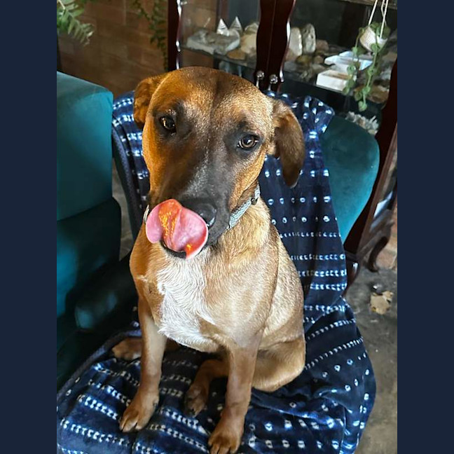 Photo of Rocco