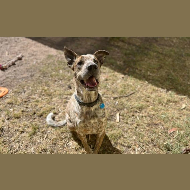 Photo of Rusty