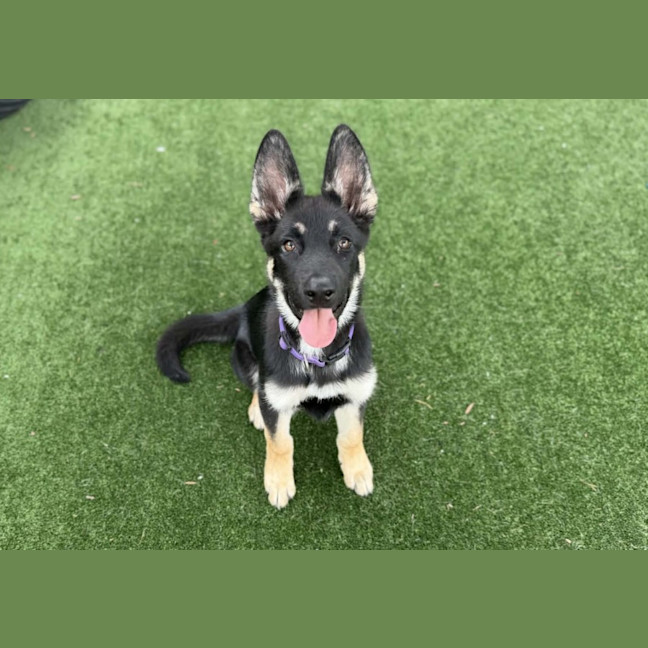 Photo of Koda Imp 112