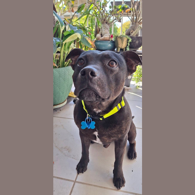 Photo of Zeke *$350 Adoption Fee*