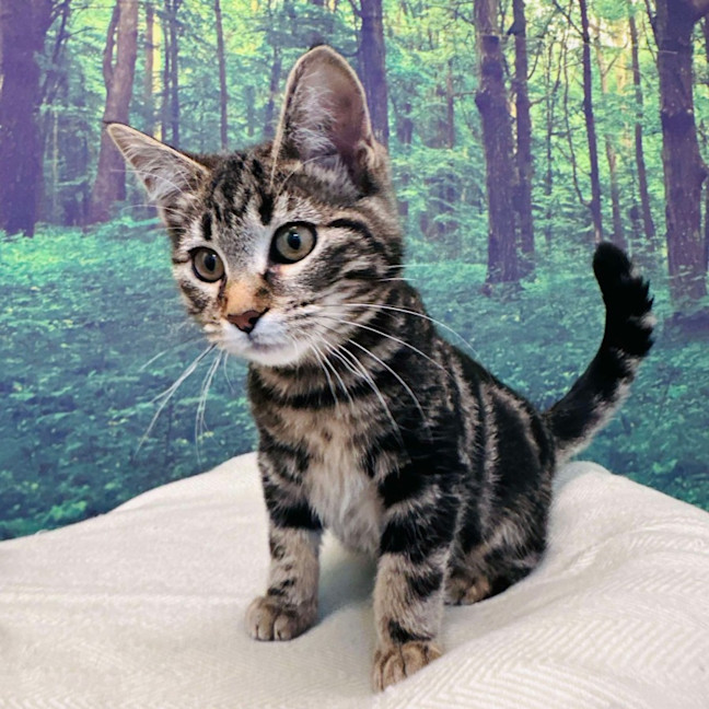 Photo of Stewie   Located In Keilor