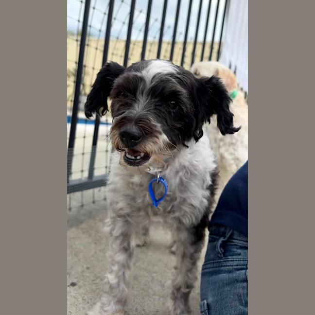 Photo of Sydney & Rocco   10 & 8 Year Old Moodle