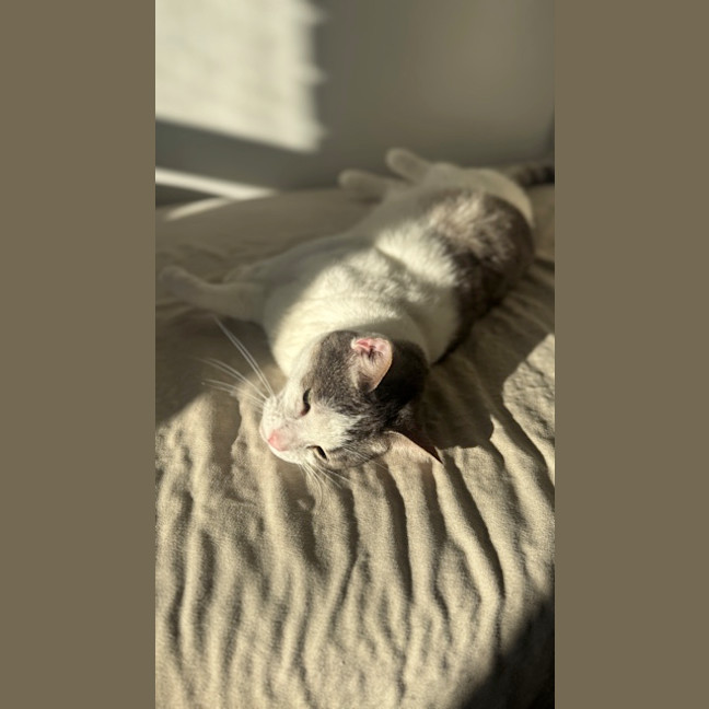 Photo of Quince