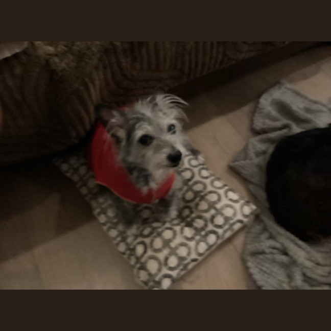 Photo of Scotty