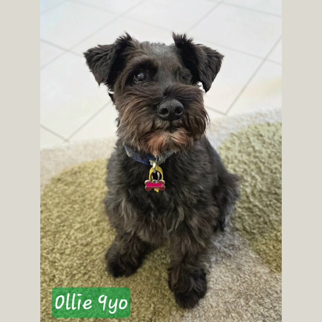 Photo of Ollie & Oscar