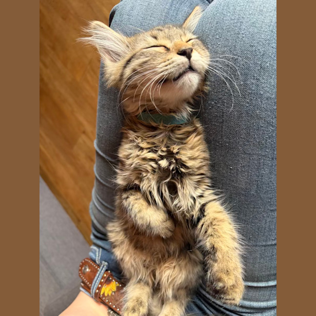 Photo of Gizmo