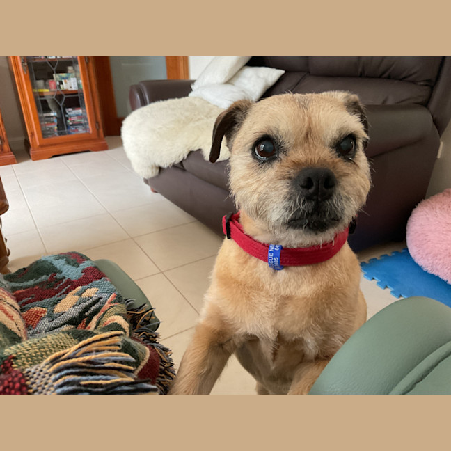 Photo of Midge💝Pug X Border Terrier (On Trial 24/11/25)