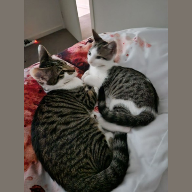 Photo of Bequin & Snorkel