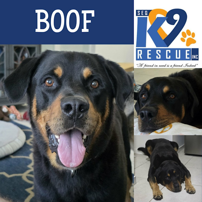Photo of Boof