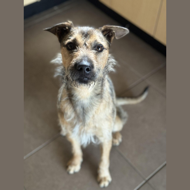 Photo of Noah *$250 Adoption Fee*