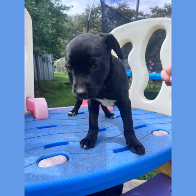 Photo of Puppy 1
