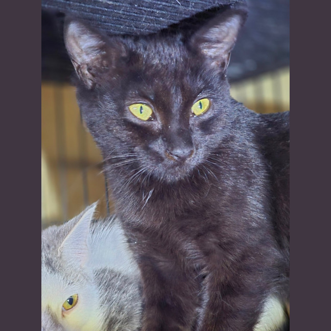Photo of Whiskerella