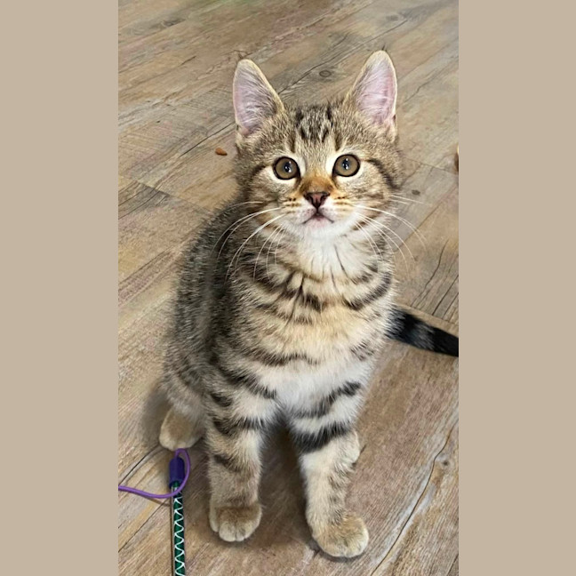 Photo of Waffle